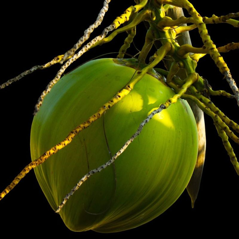 Green Coconut Shell