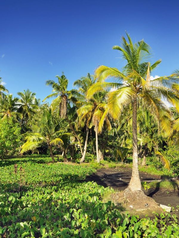 Green Coconut Trees